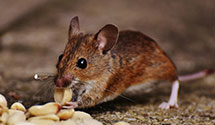 24 Hour & Emergency Exterminators in Uppr Marlboro, MD